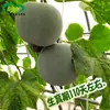 Un Montón de Semillas de Melón de Invierno Campestre, Huerto Agrícola, Redondo Plano Pulpa Verde, Aroma Espeso, Polvo de Cera Esponjoso, Semillas de Verdura Melón de Invierno