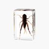 Resina de Venta Caliente Transfronteriza Muestras de Insectos Reales Araña Escorpión Saltamontes Regalo de Recompensa para Estudiantes de Primaria Regalo Artesanal