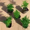 Plantas Verdes en Maceta de Estilo Chino Inspiradas en el Zen, Plantas Fáciles de Cuidar para la Oficina, Flores Perennes de Interior para Maceta de Balcón