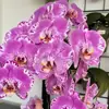 Las plántulas de Phalaenopsis son fáciles de cultivar en todas las estaciones. Plantas Verdes y Flores en Maceta para Balcón de Oficina en Interiores Fáciles de Cultivar