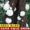 Tremella Fuciformis Seca de Tília, uma Especialidade de Gutian, Produtos Frescos, Fungo Branco Atacado, Fungo Orelha Glutinoso, Fungo Neve, Semente de Lótus, Sobremesa de Lírio