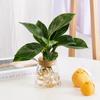 Dropshipping Bambú Planta Hidropónica Maceta Interior Bonsái Planta Verde Escritorio de Oficina Flor Popular Árbol de la Fortuna