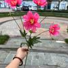 Nueva boda flor artificial 7 tenedores Flor oriental flor de hibisco blanco boda mano decoración suave flor falsa mayoreo