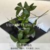Plantas Artificiales Verdes, Decoración de Salón de Bodas Estilo Bosque, Flores Falsas, Flores Artificiales para Bodas, Plantas de Hojas Artificiales, Pared de Flores