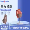 Modelo de Anatomía del Sistema de Órganos Reproductivos Masculinos Humanos Modelo Reproductivo Urinario Enseñanza Modelo de Testículo