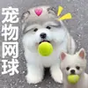 Pelota de juguete para perros para Golden Retrievers, perros Teddy, pelota de tenis duradera resistente a la masticación para mascotas, cachorros, Labradores y entrenamiento de cachorros