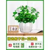 Planta de Flor de Gardenia en Maceta para Sala de Estar Interior y Balcón, Fácil de Mantener Todo el Año, Planta Verde Hidropónica con Aroma Fuerte, Plántula