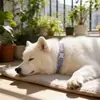 Collar para perro, correa para perro, collar para el cuello, banda para el cuello para perros pequeños y medianos, cuerda para perro Shiba Inu, collar para perro de alta apariencia para perros grandes
