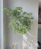 Nandina Bambu Hidropônico Planta Verde Chama Vermelha Vaso de Água Flores de Interior Galhos Frescos Cortados Pendurado Sino Cavalo Bêbado Planta Plana
