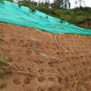 Fabricante de Malla de Coco, Talud, Malla de Coco para Vegetación, Protección de Talud con Malla CF, Manta de Fibra de Coco, Malla de Fibra de Coco, Manta de Fibra para Protección de Taludes