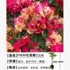 Planta joven de flor de ciruelo triangular en maceta con flores, tronco viejo, planta joven extra grande, cerezo Zhanghong, balcón interior, enredaderas trepadoras de alta gama, floración en las cuatro estaciones