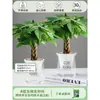 Árbol de la Fortuna Trenzado Planta Pequeña en Maceta Bonsái Escritorio Oficina Planta Verde Tolerante a la Sombra Planta Hidropónica