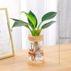 Rábano Verde Árbol de la Fortuna Espárrago Suculenta Flor Planta en Maceta Interior Menta Rico Bambú Hidropónico Planta Verde Pequeña Fácil de Alimentar