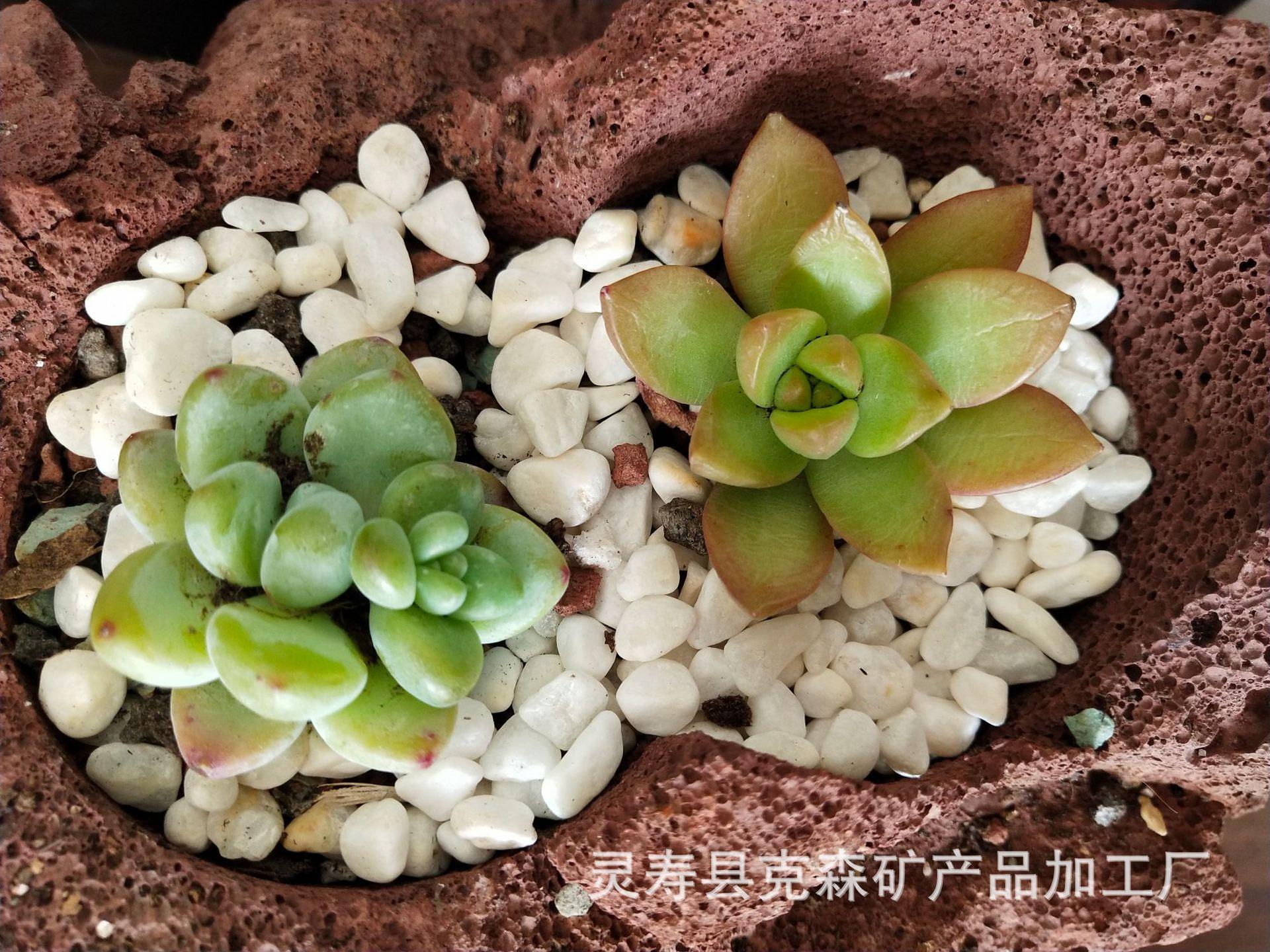 火山石多肉 (21)