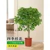 Plántulas de Osmanthus, Árboles Grandes, Plantación de Patio, Osmanthus Dorado, Plantas de Interior de Osmanthus de Cuatro Estaciones, Plantas Grandes Raras, Florales y Plantas Verdes, Fáciles de Cuidar