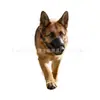 Artículo popular de comercio exterior: Dispositivo Protector de Hocico Corto para Perros, Bozal para Mascotas Altamente Transpirable y Ajustable