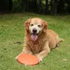 Frisbee para Perro Resistente a Mordidas Borde Pastoral Golden Retriever Labrador Juguete de Entrenamiento para Perros