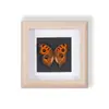 Especímenes de Mariposas Reales Raros y Preciosos (Mariposa Pavo Real) en un Marco, Decoración Moderna de Madera para el Hogar, Decoración Creativa de Mesa
