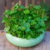 Planta de Centella Asiática Hidropónica en Maceta Planta Verde Pequeña de Interior Flor Semillas de Centella Asiática Cultivadas en Agua Acuática Fácil de Cuidar Todas las Estaciones con Hojas