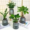 Planta Pequeña en Maceta Absorbente de Formaldehído para Interior, Bambú de la Suerte, Maceta de Plástico Transparente Gris, Diamante Dorado, Árbol del Dinero, Jiu Li Xiang, Planta Verde de Escritorio Fácil de Cultivar