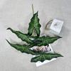 Nuevo producto 5 tenedores arum grande simulación planta verde hotel centro comercial hogar decoración de patio planta verde hoja planta venta al por mayor