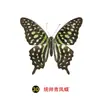 Especímenes Tridimensionales de Mariposas e Insectos Reales para la Educación Científica Infantil en Jardines de Infancia, con Alas Extendidas, Diseño de Estilo Fotográfico 1
