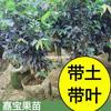 Mudas de frutas Jiabao das quatro estações, mudas de uva Taiwan Tree, fruta de leite, bacias norte e sul, solo e folhas, frutificação no mesmo ano