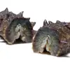 Pepino-do-mar Fresco Cozido Pronto para Comer Dalian 500g Pepino-do-mar Espinhoso Fresco Não Seco Fornecedor de Catering para Hotéis Fabricante Atacado