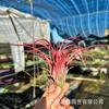 Piña de Aire Planta sin Tierra para Personas Mayores, Hierba de Aire Piña Planta Verde Creativa de Cuatro Estaciones Perenne Colgante de Interior