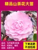 Planta de Camelia Xiangfei en Maceta con Capullos, Planta de Flor de Camelia Roja de Cinco Colores, Brotes de Camelia de Interior Fáciles de Cuidar