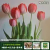 Resistencia al FríoTulipán Holandés Hidropónico Planta de Floración Cuatro Estaciones Planta Verde Flores en Maceta para Sala de Estar Apto para Principiantes