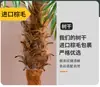 Grande Palmeira Areca Simulada Planta Tropical Coqueiro Planta Verde Biônica de Interior Árvore Falsa Atmosfera Paisagismo Ornamentos em Vaso