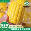 Dátil Fresco Fruta de Guangxi Maíz Dulce Maíz Dulce Listo para Comer Empaquetado al Vacío Sin Cocción Bajo en Grasa Sustituto de Comida Entero