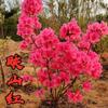 Dropshipping de plantones de azalea de doble temporada que florecen el mismo año, plantones de rododendro plantados en el sur y el norte, resistentes al frío y a las heladas.