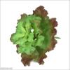 Árvore gato simulação suculenta planta 15cm caryophyllum plástico falso planta verde flor jardinagem decorativo vegetal flor pequena planta em vaso
