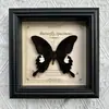 Marco de Fotos con Foto de Espécimen de Mariposa Real Elegante Madera Decorativa Pintura Muebles para el Hogar Marco de Fotos Retro Europeo Mesa Regalo de Cumpleaños