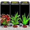 Plantas de Acuario, Decoraciones de Paisajismo con Césped Real, Plantas Aptas para Principiantes, Crisantemo Verde Ciempiés, Plantas de Sombra, Piedra Volcánica, Plantas Verdes Purificadoras de Agua