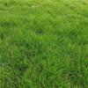 Semillas de Césped Verde Resistentes al Calor, Enanas, para Todas las Estaciones, Pasto de Centeno Perenne, Pasto Bermuda Dogtoe, Semillas Puras de Césped Mixto