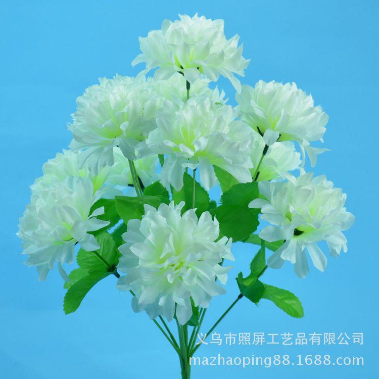 12头爪菊13