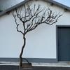 Galho seco natural paisagismo galho seco tronco árvore dos desejos árvore morta modelagem interna galho de árvore tronco tronco de madeira de janela árvore decorativa