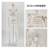 Esqueleto humano, modelo de esqueleto para adultos, columna vertebral, disco intervertebral, articulación, estándar médico, enseñanza, modelo de cuerpo entero