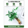 Plantas Hidropónicas en Maceta con Flores, Flores de Interior y Plantas Verdes, Plantas Acuáticas Fáciles de Cuidar en Todas las Estaciones, Rábano Verde, Espárragos Ricos, Arracacha, Palmera Roja y Blanca