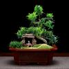Vaso de flor de areia roxa vaso quadrado para bonsai plantio de flor verde de mesa pilha velha Banyan Tree jardinagem suculenta interior rocalha atacado