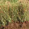 Planta Base da Begônia Japonica, Mudas de Flor de Begônia de Quatro Estações, Mudas Pequenas de Begônia, Begônia de Flor Vermelha, Arbustos Verdes, Plantas de Jardim