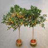 Un retoño de osmanthus, grandes flores de osmanthus de cuatro estaciones, elixir dorado del alto poste nativo del patio de agosto, pabellón Tianxiang Shen