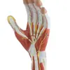 Modelo de Anatomia do Pé Modelo: Yj/Jj1304, Modelo de Anatomia Parcial do Corpo Humano