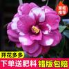 Dropshipping Plántulas de Camelia Xiangfei Plantas de Camelia en Maceta Florecen en Todas las Estaciones y Son Buenas para Alimentar Interiores Sala de Estar Balcón Exterior