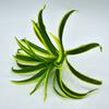 Fabricante Original, Plantas Simuladas, Flores Falsas de Plástico, Accesorios para Paredes de Plantas, Hojas con Sensación Pegajosa, Hojas de Tortuga, Rábano Verde