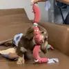 Brinquedo de Salsicha para Cachorro, Brinquedo Divertido de Cabo de Guerra, Resistente à Mordida, Consumo Físico, Artefato para Auto-Prazer e Alívio do Tédio, Brinquedo para Pet