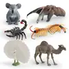 Conjunto de 6 Peças de Figuras da Vida Selvagem 6 Modelos Realistas de Animais em PVC Incluindo Coala Escorpião Camelo Pavão Centopeia e Tamanduá Brinquedos Educacionais e
